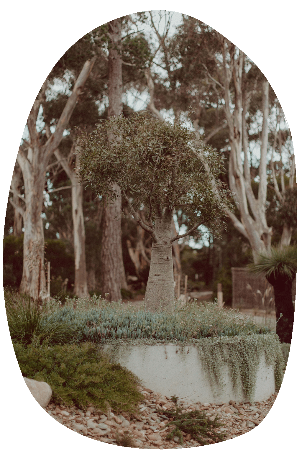 Photo of natural garden with boab tree